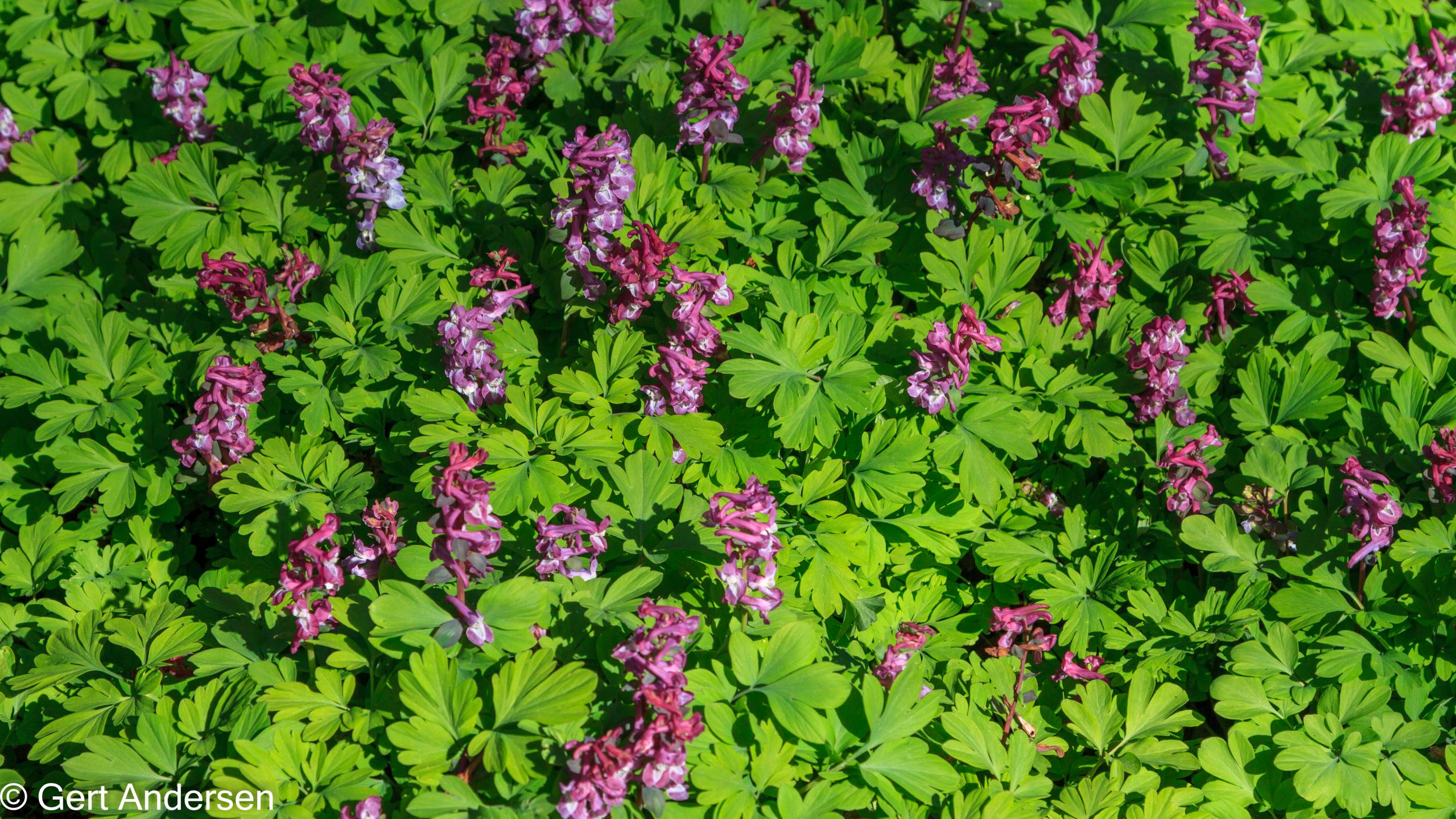 Lyngby Sø (33 of 37) compressed